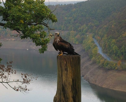 Greifenwarte Wildpark Edersee.